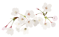 カラフルな桜