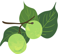 나뭇가지에 달린 매실 두 알