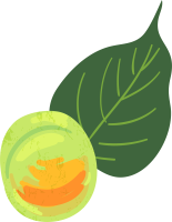 잎이 달려있는 매실 한 알