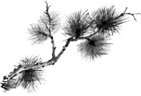 한국 전통의 수묵화 스타일 소나무 일러스트