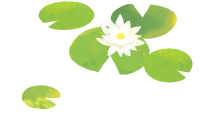 연꽃