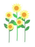 활짝 핀 해바라기