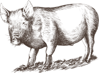 사실적인 돼지 드로잉