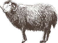 사실적인 양 드로잉