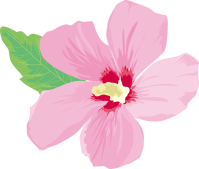 분홍색 무궁화 꽃