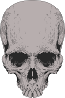 Head Skull Illustration