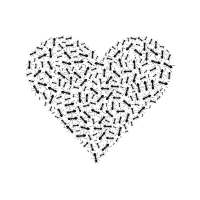 Ant heart