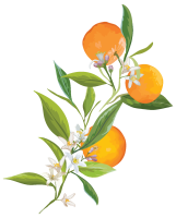 get_583971580 _st_rr_33