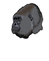 Gorilla head