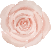 Peach colored rose petals