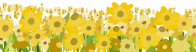 Sunflower garden