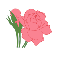 Pink Rose