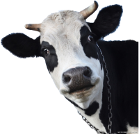 Cow