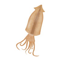 Korean Dried Salted Squid