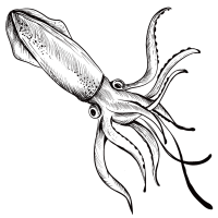 squid line art sea