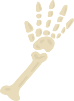hand bone