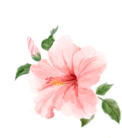 무궁화, 국화, 꽃, 대한민국 국화