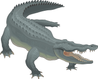 Alligator