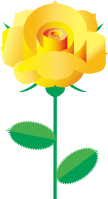 yellow rose