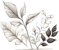 ほのかなイパリスケッチ