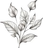 ほのかなイパリスケッチ