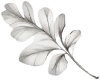 ほのかなイパリスケッチ