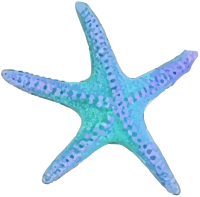 Starfish, hand-drawn watercolor illustration with realistic touch