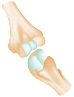 滑膜関節の解剖学 Diarthrosis 水彩画 〜によって StellarAan