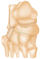 滑膜関節の解剖学 Diarthrosis 水彩画 〜によって StellarAan