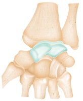 滑膜関節の解剖学 Diarthrosis 水彩画 〜によって StellarAan