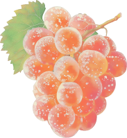 과일 채소 일러스트