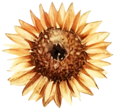 Watercolor Illustration of Sunflower