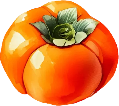 Watercolor Clip Art of Persimmon