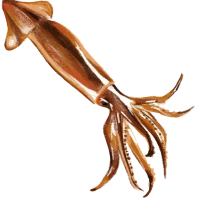 squid