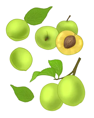 매실 여름 과일