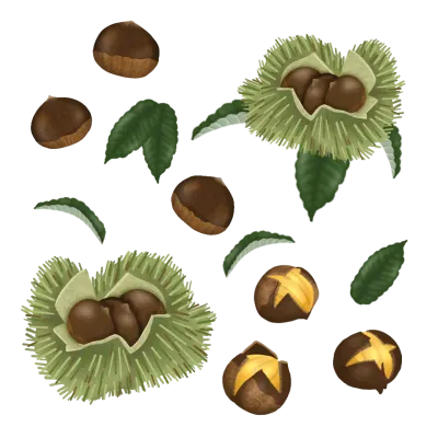 밤 밤송이 밤나무잎