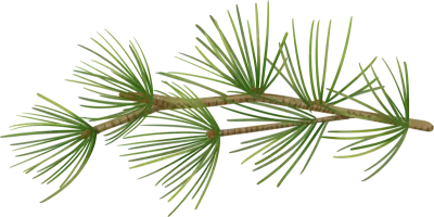 가을 겨울 솔가지 소나무가지