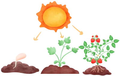 Plant growth cycle