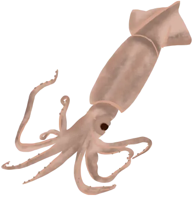 오징어_갑오징어