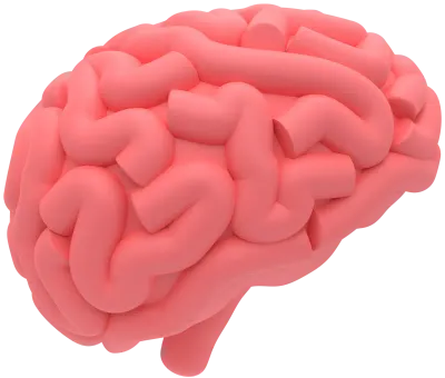 Human Brain 3D Illustration