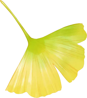 秋のイチョウの葉