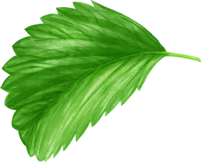 いちごの葉っぱ