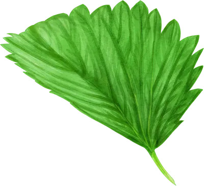 いちごの葉っぱ