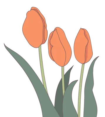チューリップ