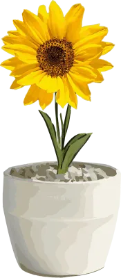 해바라기 꽃 화분 (sunflower flower pot)