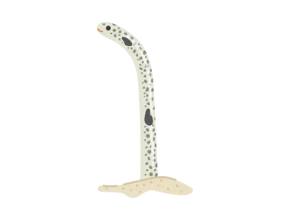 一匹のチンアナゴのイラスト