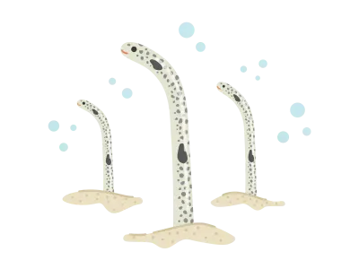 チンアナゴのイラスト