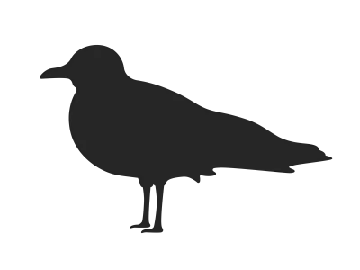 カモメのシルエットのイラスト