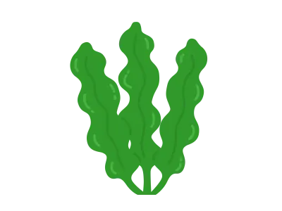 海藻のワカメのイラスト