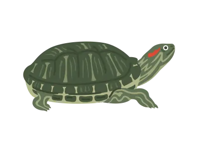 ミシシッピアカミミガメのイラスト